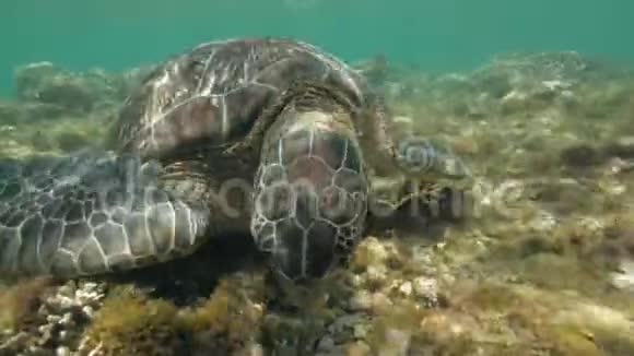 海龟Cheloniamydas正在海底吃海藻视频的预览图