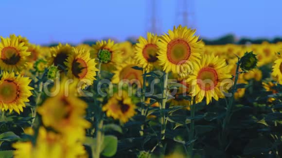 在朝阳的照耀下向日葵生长在田野上视频的预览图