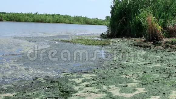 生态海滩上的环境污染河流变成了沼泽视频的预览图