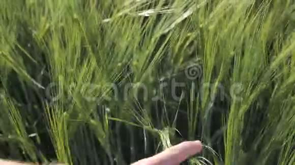 绿色有机天然绿色小麦制造面包农民检查植物的质量视频的预览图