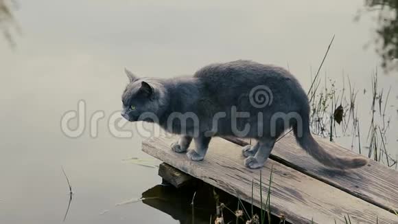 一只猫从池塘里喝水视频的预览图