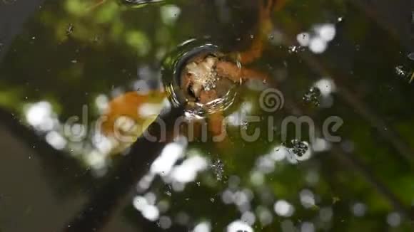 蟾蜍漂浮在水池里的水上视频的预览图