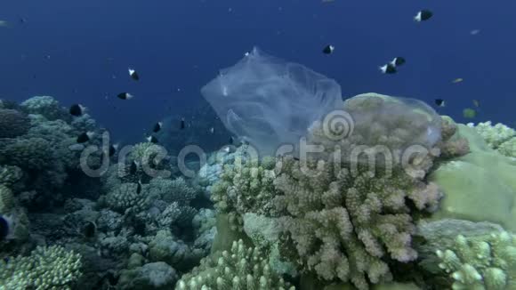 慢动作用塑料袋挂在美丽的珊瑚礁上在波浪中摇摆附近游着一种五颜六色的热带鱼视频的预览图