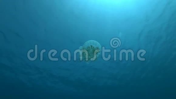 慢动作颠倒的水母在蓝水中游动在水的背景表面向下的水母视频的预览图