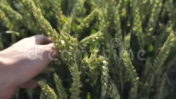 绿色有机天然麦芽的背景农民检查植物的质量视频的预览图