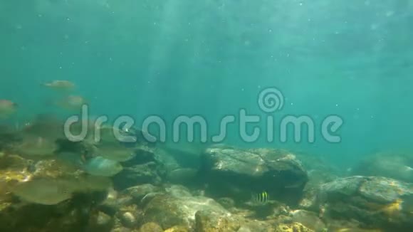 慢镜头一个人浮潜在热带海洋与岩石底部看到美丽的鱼视频的预览图