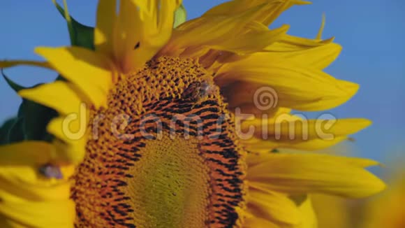 特写蜜蜂从向日葵花中采集花蜜视频的预览图