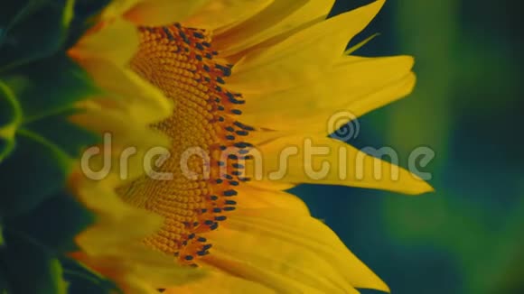 太阳在风中摆动的阳光下一朵向日葵的特写视频的预览图