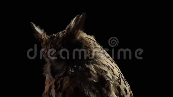 大眼睛的猫头鹰正抬起头从黑暗中抬起头来视频的预览图
