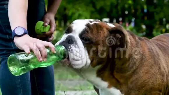 英国斗牛犬喝水视频的预览图