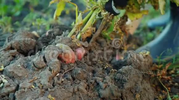一个农民挖了一个土豆丛视频的预览图