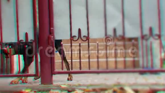 愤怒的狗在栅栏后面视频的预览图
