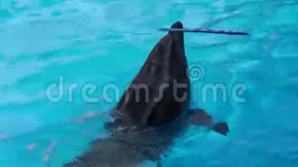 海豚刺在鼻子上视频的预览图