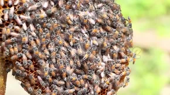 蜜蜂正在研究蜂巢视频的预览图