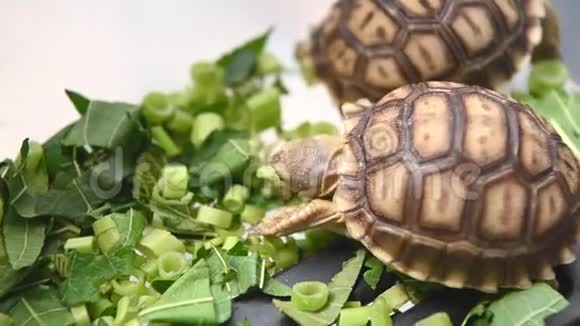 一群美丽的非洲宝宝在塑料盒子里刺激乌龟吃新鲜蔬菜作为人类的宠物朋友海龟吃绿色视频的预览图