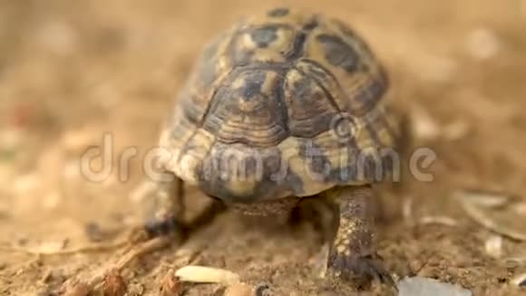 小乌龟在爬行狂野的自然乌龟在慢慢地爬行背面视频的预览图