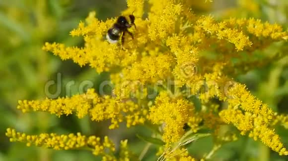 黄色花朵上的条纹大黄蜂视频的预览图