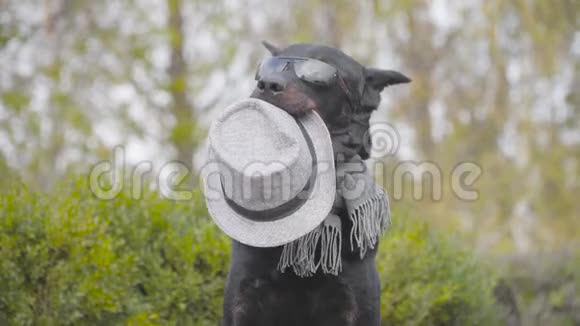 戴着太阳镜戴着灰色围巾嘴里戴着灰色帽子的美丽黑人杜伯曼的肖像狗在秋天摆姿势视频的预览图