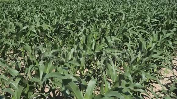 背景在使用除草剂和化肥处理之前种植未成熟的绿色玉米视频的预览图