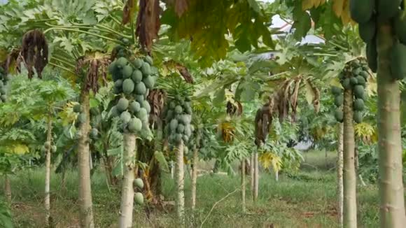 亚洲农场花园有机农业中挂果的木瓜树背景为丛林的木瓜种植园视频的预览图