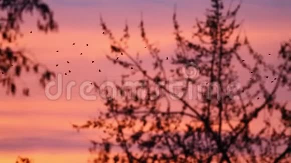 成群的乌鸦在红日落的天空中飞翔视频的预览图