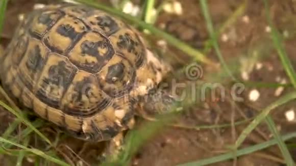 小乌龟在爬行狂野的自然乌龟在慢慢地爬行从上面看视频的预览图