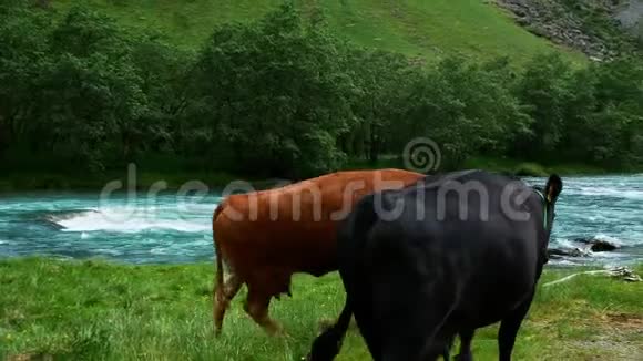 棕色和棕色的奶牛从摄像机旁边走靠近一条快速流动的蓝色河流在一个山谷里有白水急流视频的预览图