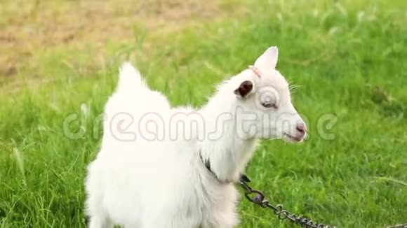 白山羊被一条金属链子拴着走在农场的草地上视频的预览图