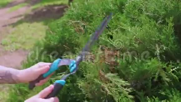图亚灌木剪与花园剪视频的预览图
