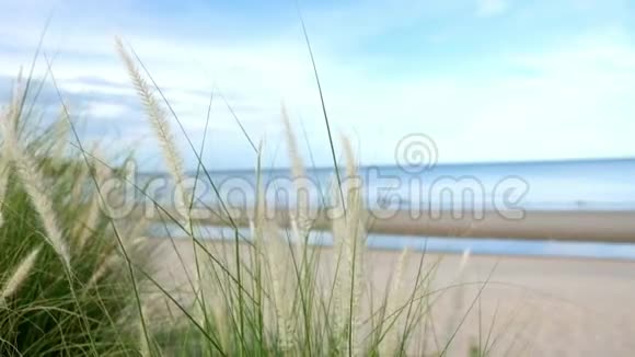 海边的草花视频的预览图