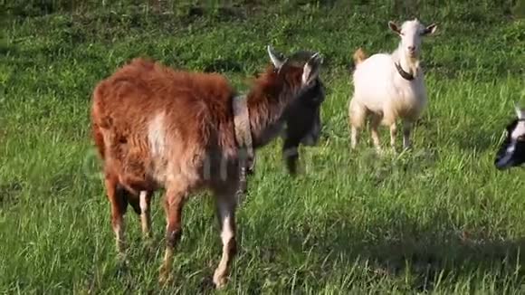 白山羊被一条金属链子拴着走在农场的草地上视频的预览图