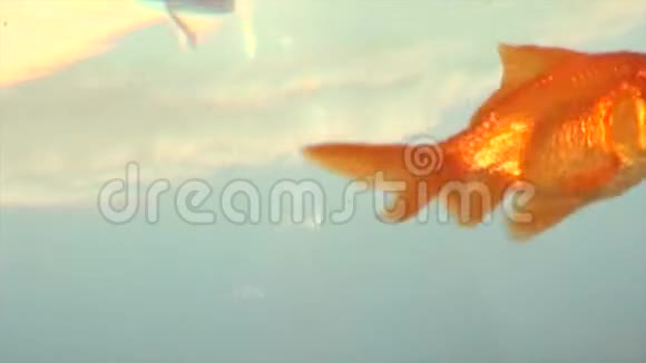 水族馆里的金鱼带水的碗红色橙色的宠物鱼在游泳视频的预览图