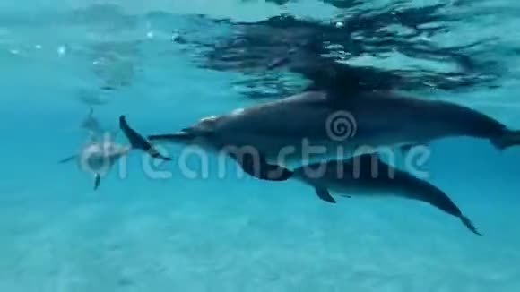 特写镜头一群海豚在蓝色的水面下游得很近视频的预览图