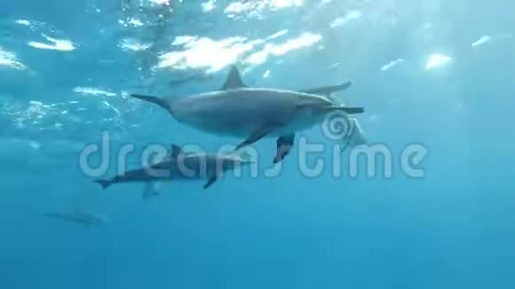 一群海豚在清晨的阳光下在蓝色的水面下围成一个圆圈视频的预览图