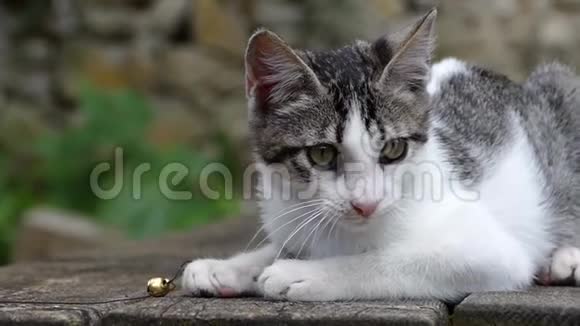 小猫玩叮当的铃铛慢动作视频的预览图