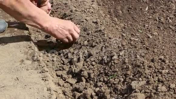 视频1080p农民种植芽薯视频的预览图