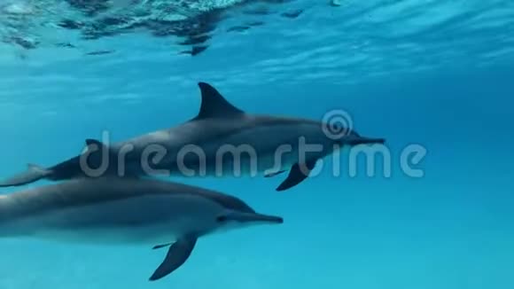 两只海豚很慢地在水面下的蓝色水中游泳慢动作特写水下射击视频的预览图