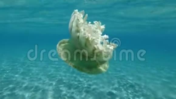 水母在水面下的蓝色水中游泳上倾水母仙后座和仙女座视频的预览图
