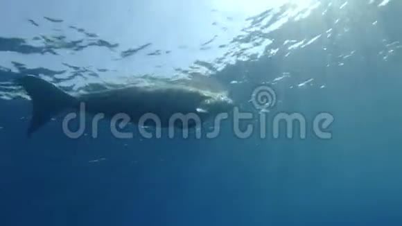 海牛杜贡杜贡呼吸和慢慢在蓝色的水中游泳在早晨的阳光视频的预览图