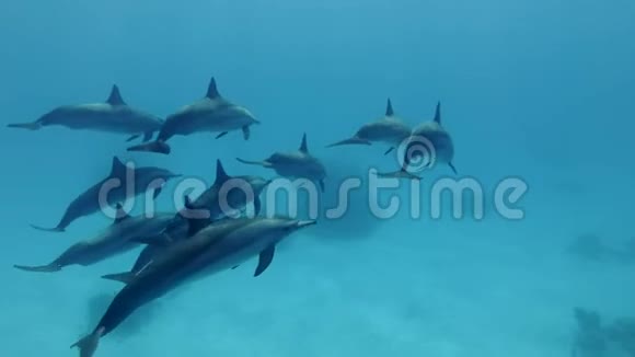 一小群海豚在蓝色的水里游泳斯泰内拉龙海豚水下射击视频的预览图
