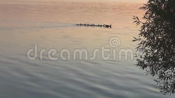 在夏日日落的背景下鸭子漂浮在水中视频的预览图