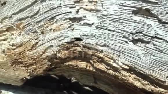 旧木板裂纹线曲线旋转视频的预览图