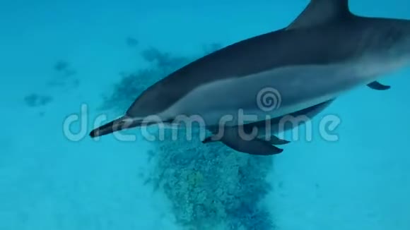 两只海豚妈妈和宝宝在蓝色的水里游泳视频的预览图