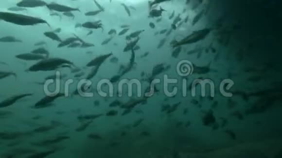 黑鳕鱼或小鳞鳕鱼在近岸浅水中水下游泳的学校视频的预览图