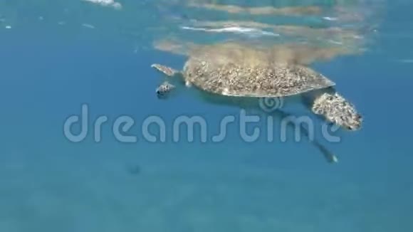 海龟挂在水面下在波浪上摆动向下看呼吸几次视频的预览图