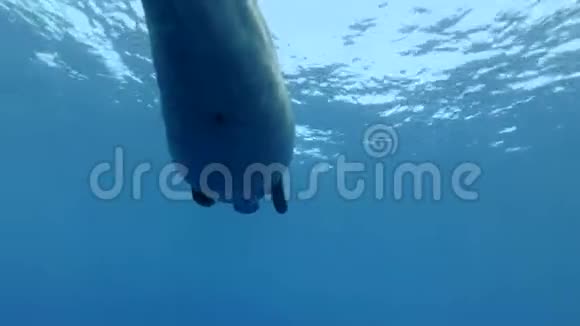 海牛在蓝水中在水面下游泳杜贡或海牛杜贡杜贡水下射击低角度射击跟随射击特写视频的预览图
