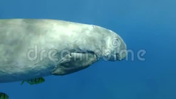 自由潜水员潜入水中看着海牛在蓝水中的水面下游泳杜贡或海牛杜贡杜贡水下射击视频的预览图