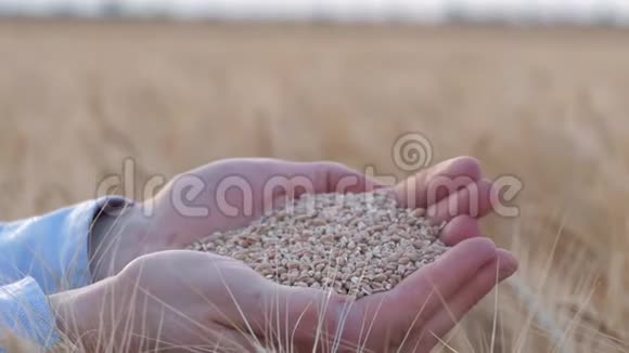 农业综合企业农民手拿着成熟的黄金麦粒在镜头下在面包场收割大麦穗在视频的预览图