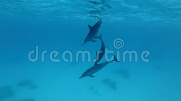 三只幼海豚在蓝水下嬉戏视频的预览图