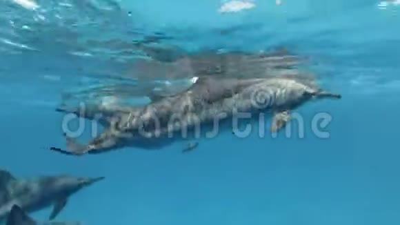 特写一小群怀孕的雌性海豚在蓝色的水面下游泳刺鼻海豚长吻海豚视频的预览图